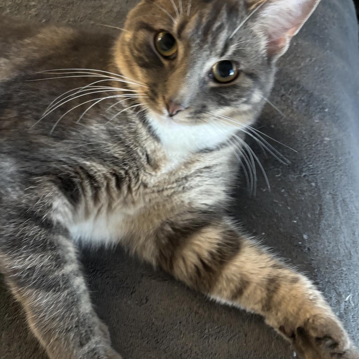 Mickey, a ADOPTABLE Domestic Short Hair in Crofton, MD image 4/4