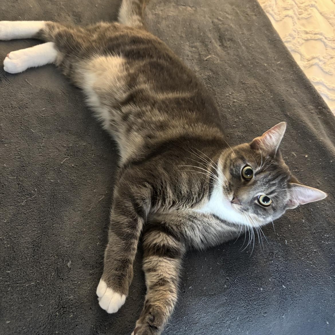 Mickey, a ADOPTABLE Domestic Short Hair in Crofton, MD image 3/4