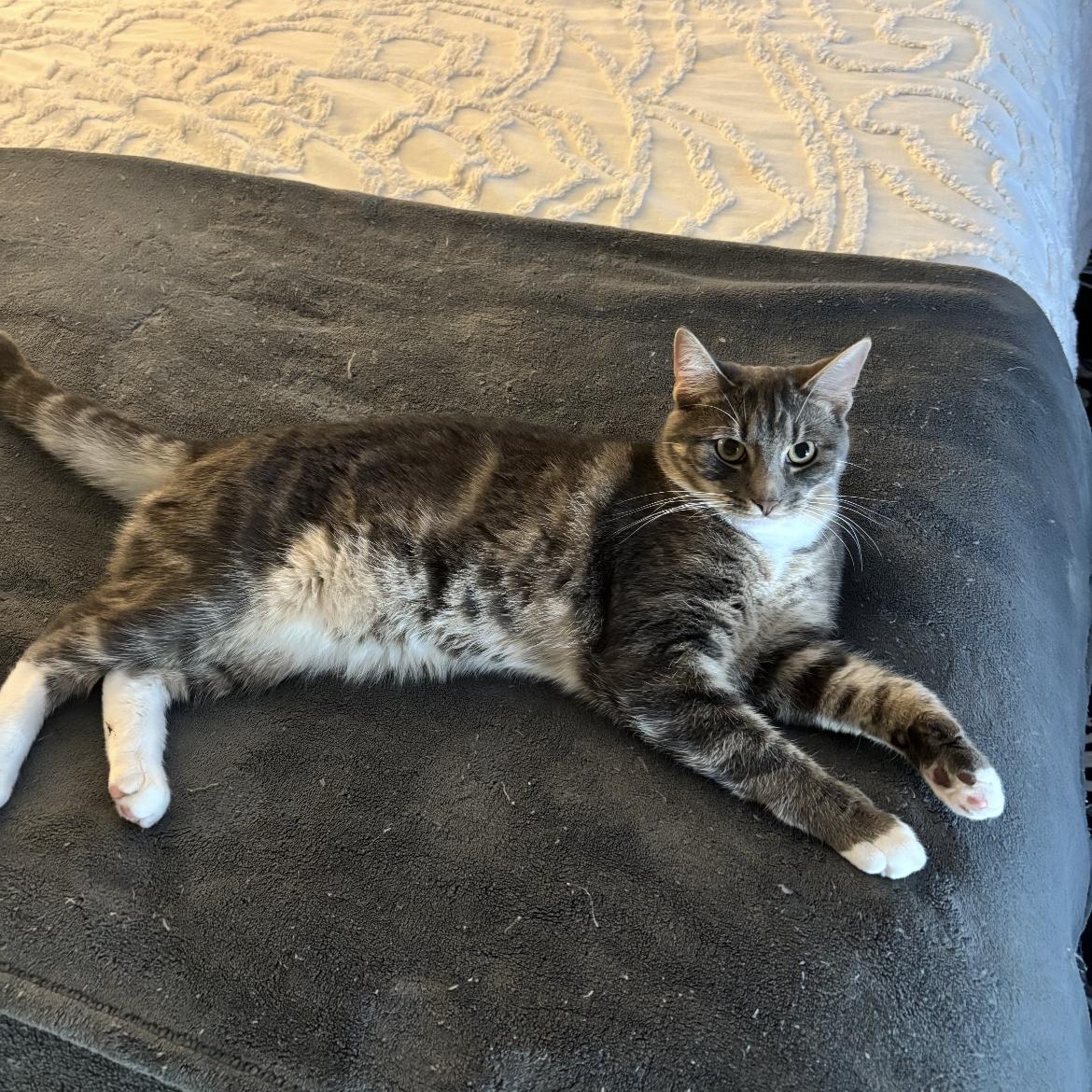 Mickey, a ADOPTABLE Domestic Short Hair in Crofton, MD image 2/4