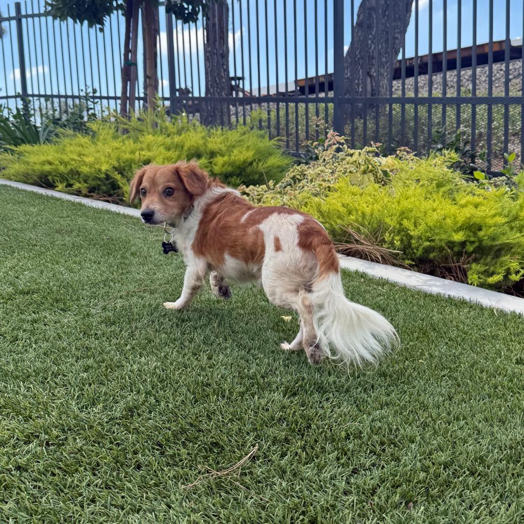 Edric(13) - *available by appointment * City of Industry Location, Adoptable, Young Male Spaniel.