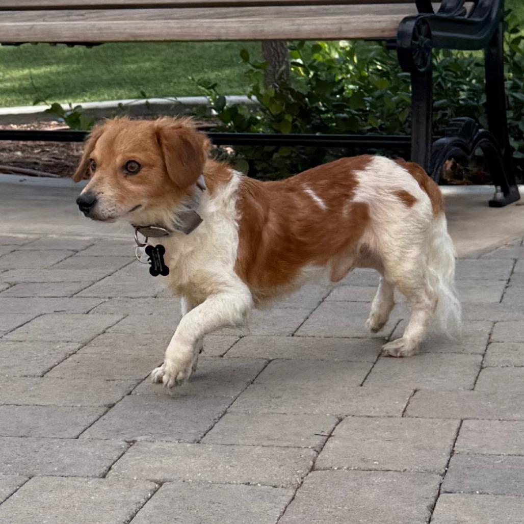 Enlarge Edric(13) - *available by appointment * City of Industry Location, a Adoptable mixed breed in Chino Hills, CA image 3/5