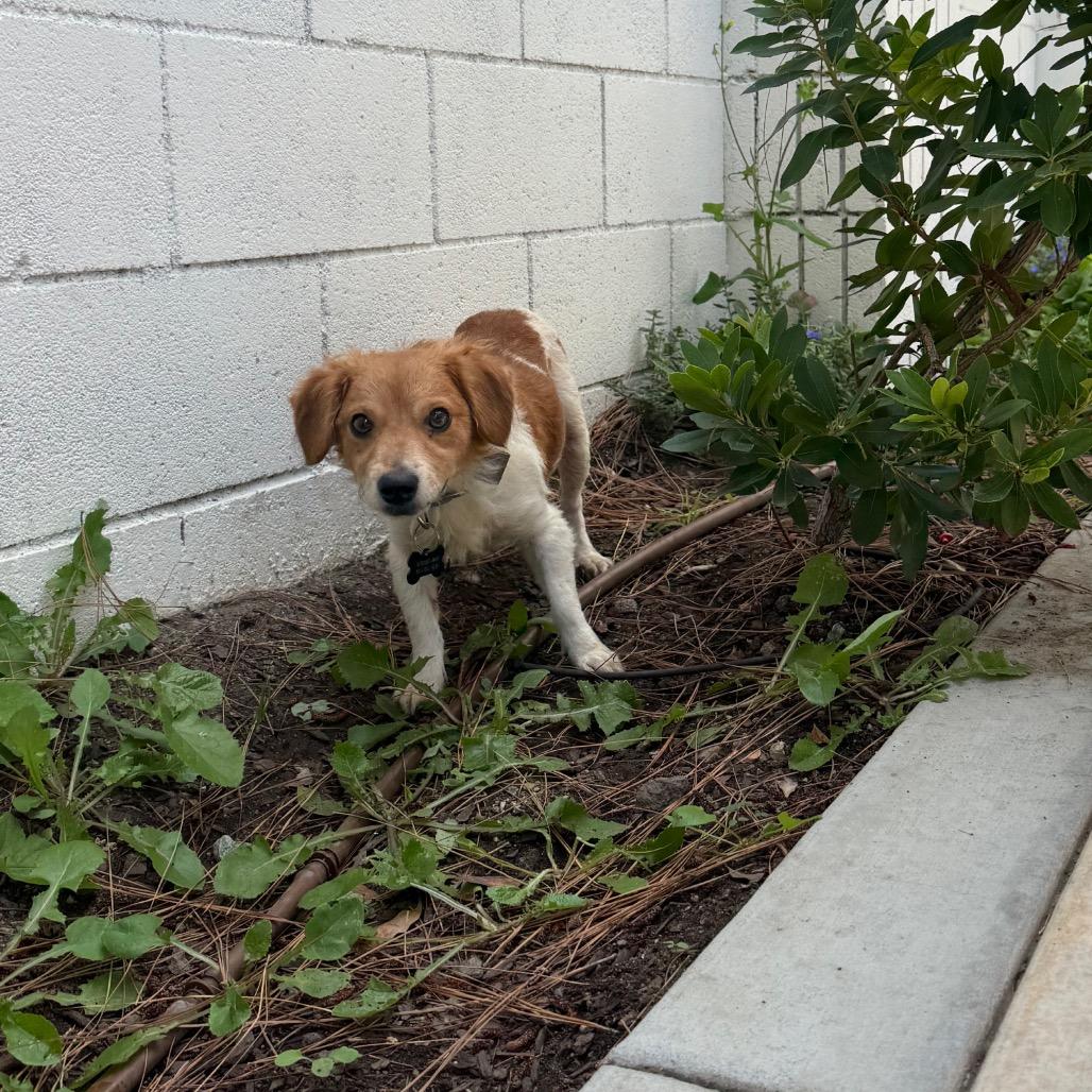 Enlarge Edric(13) - *available by appointment * City of Industry Location, a Adoptable mixed breed in Chino Hills, CA image 4/5