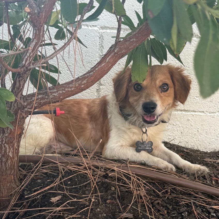 Enlarge Edric(13) - *available by appointment * City of Industry Location, a Adoptable mixed breed in Chino Hills, CA image 5/5