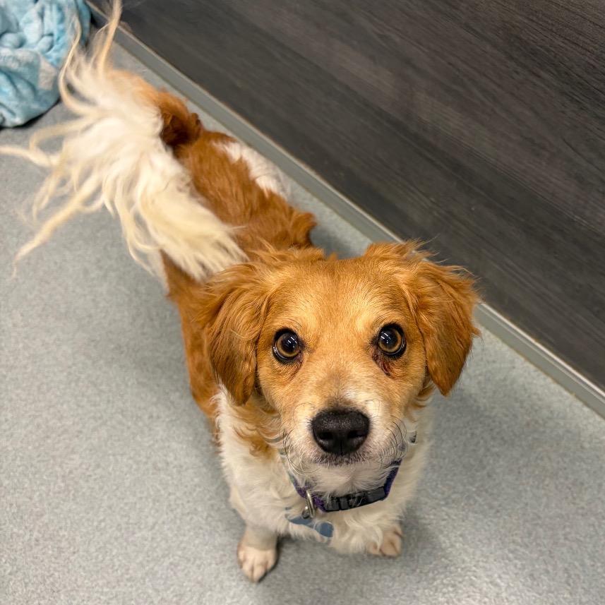 Enlarge Edric(13) - City of Industry Location, a Adoptable mixed breed in Chino Hills, CA image 6/6