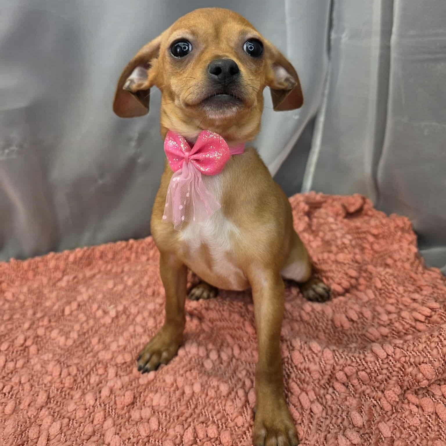 Churro, Adoptable, Puppy Female Chihuahua.