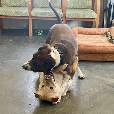 Enlarge Cade, a Adoptable mixed breed in West Milford, NJ image 4/6