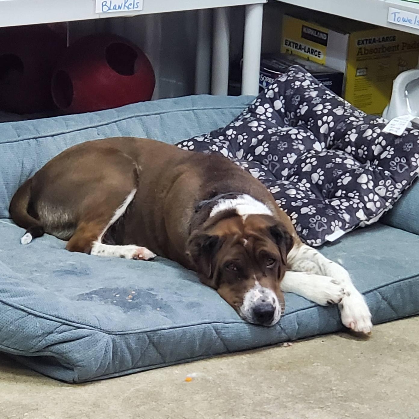 Enlarge Cade, a Adoptable mixed breed in West Milford, NJ image 4/6