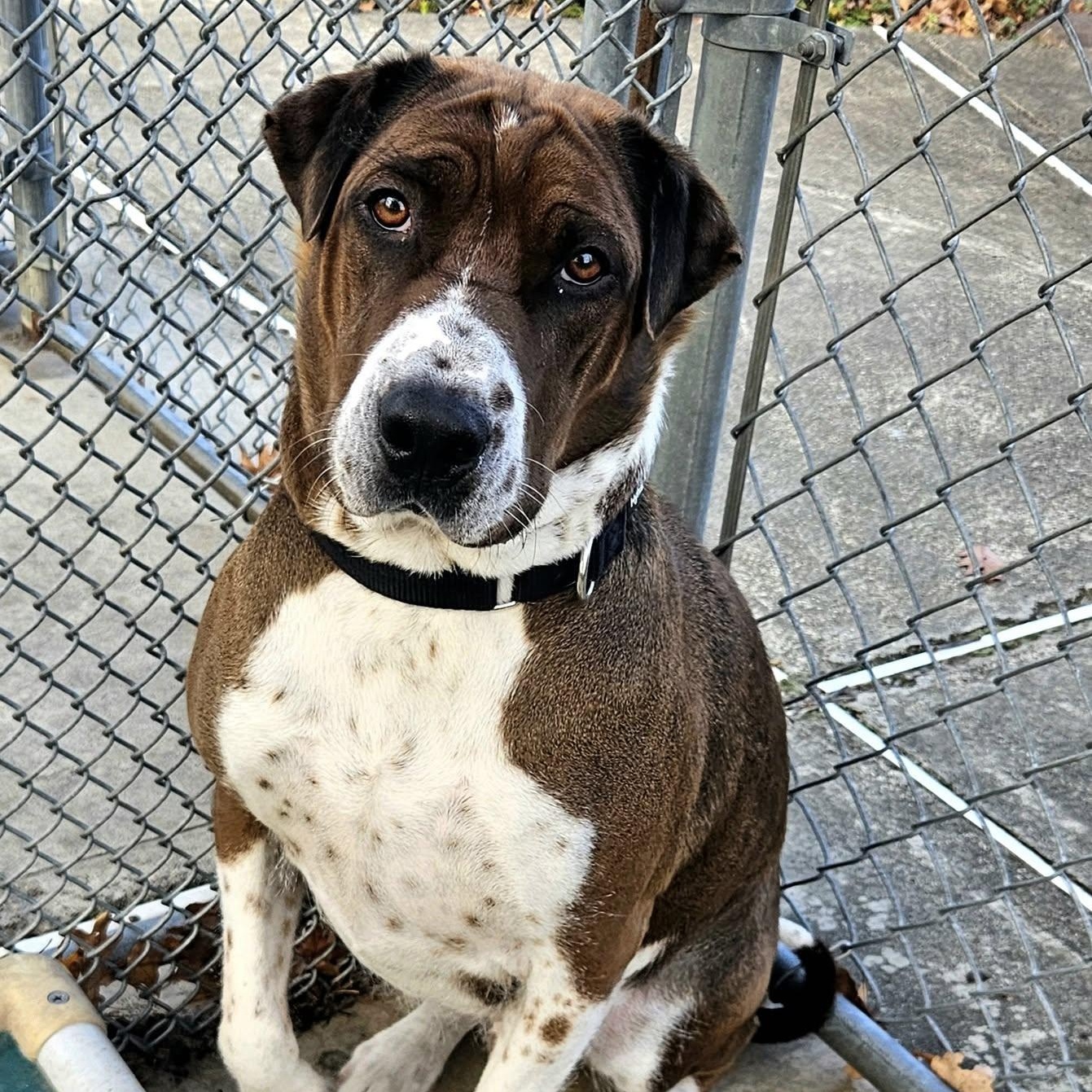 Enlarge Cade, a Adoptable mixed breed in West Milford, NJ image 6/6