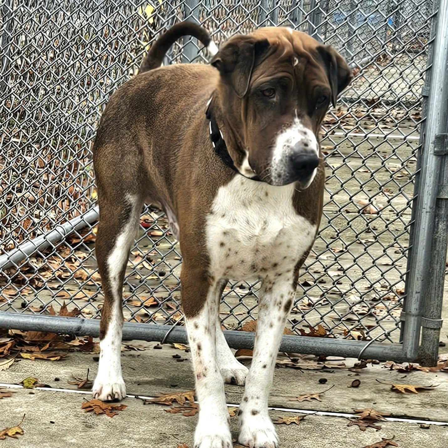 Enlarge Cade, a Adoptable mixed breed in West Milford, NJ image 6/6