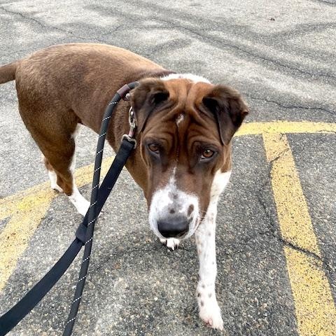 Enlarge Cade, a Adoptable mixed breed in West Milford, NJ image 5/6