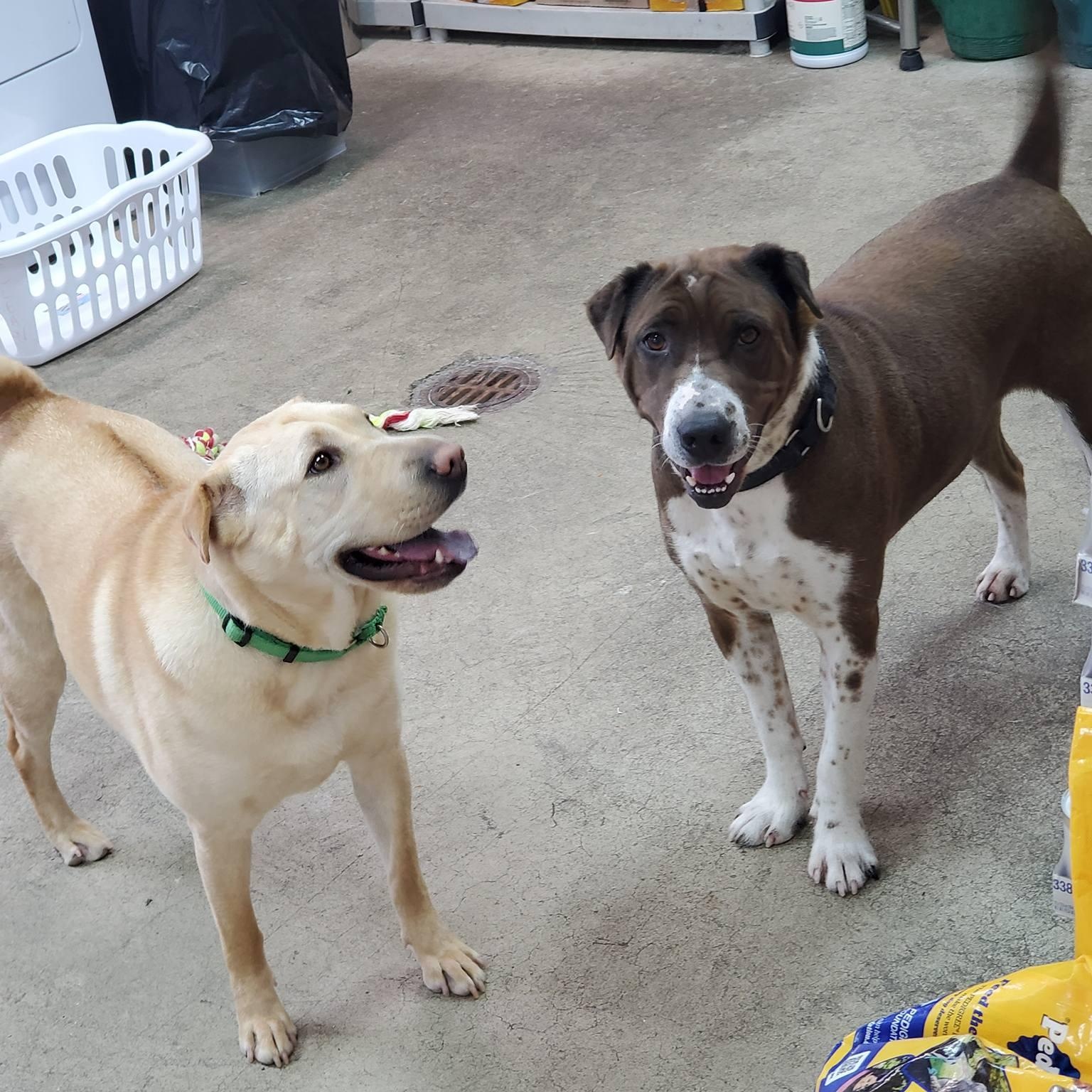 Enlarge Cade, a Adoptable mixed breed in West Milford, NJ image 3/6