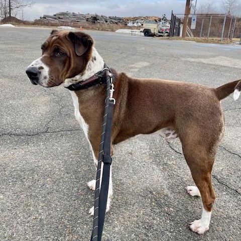 Enlarge Cade, a Adoptable mixed breed in West Milford, NJ image 6/6