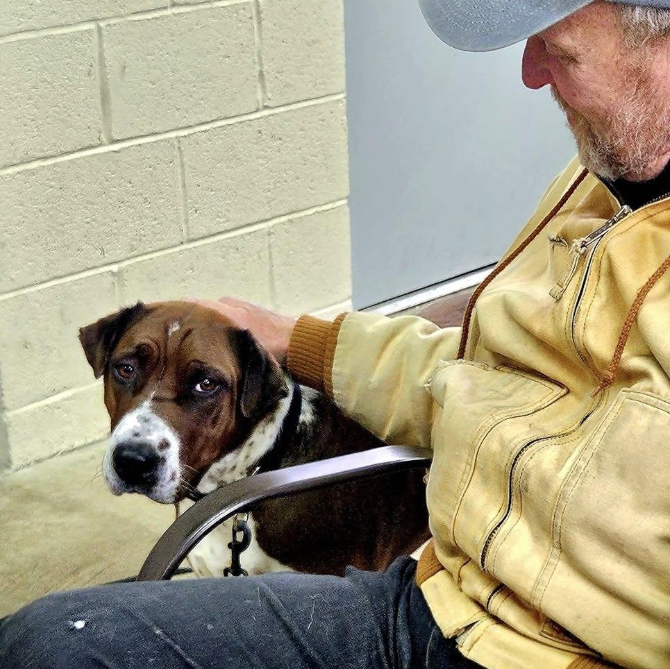 Enlarge Cade, a Adoptable mixed breed in West Milford, NJ image 3/6