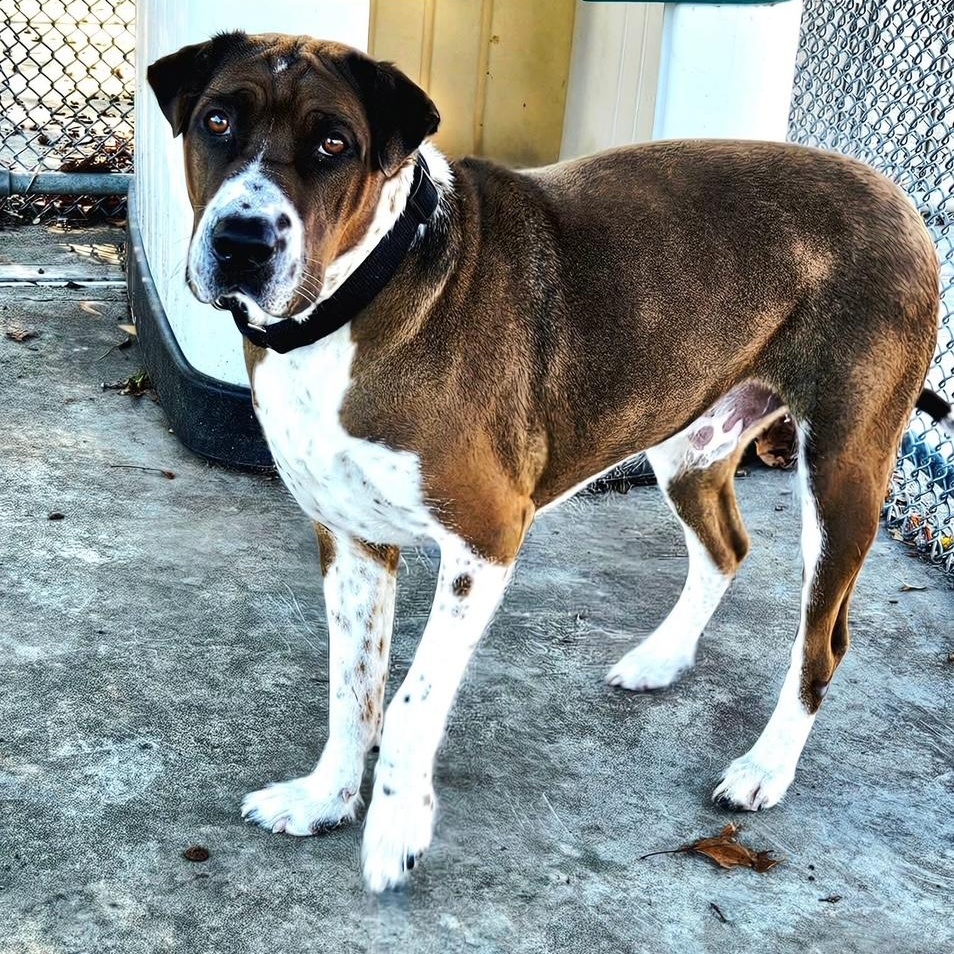 Cade, Adoptable, Young Male Rhodesian Ridgeback & Shar-Pei.