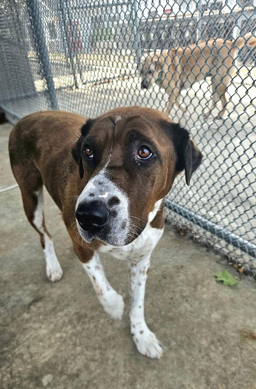 Enlarge Cade, a Adoptable mixed breed in West Milford, NJ image 2/6