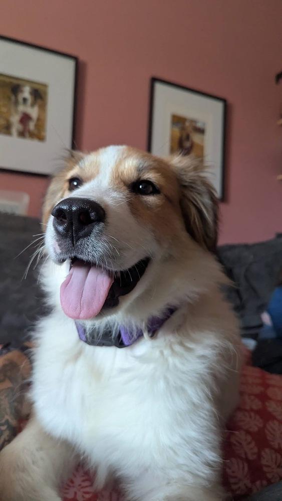 26-054 Lainey, a Adoptable mixed breed in Richardson, TX image 1/6