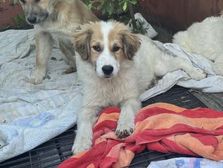 26-054 Lainey, a Adoptable mixed breed in Richardson, TX image 2/6