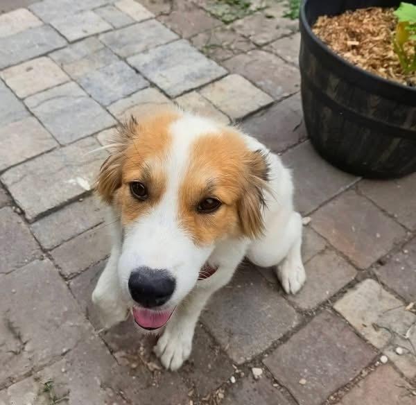 26-054 Lainey, a Adoptable mixed breed in Richardson, TX image 3/6