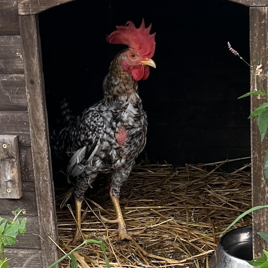 Thunder, Adoptable, Young Male Chicken.