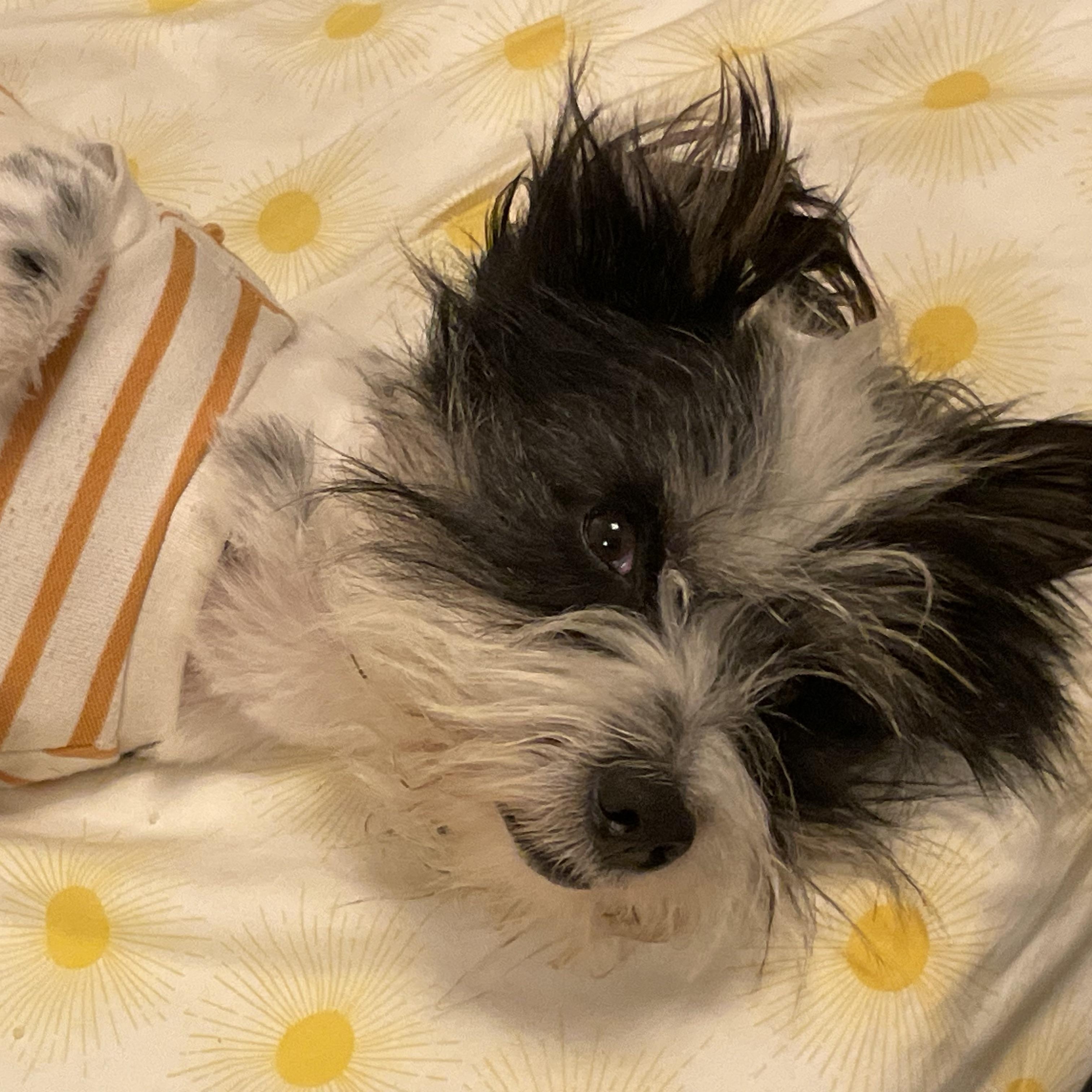 Enlarge Duncan, a Adoptable mixed breed in Poway, CA image 1/6