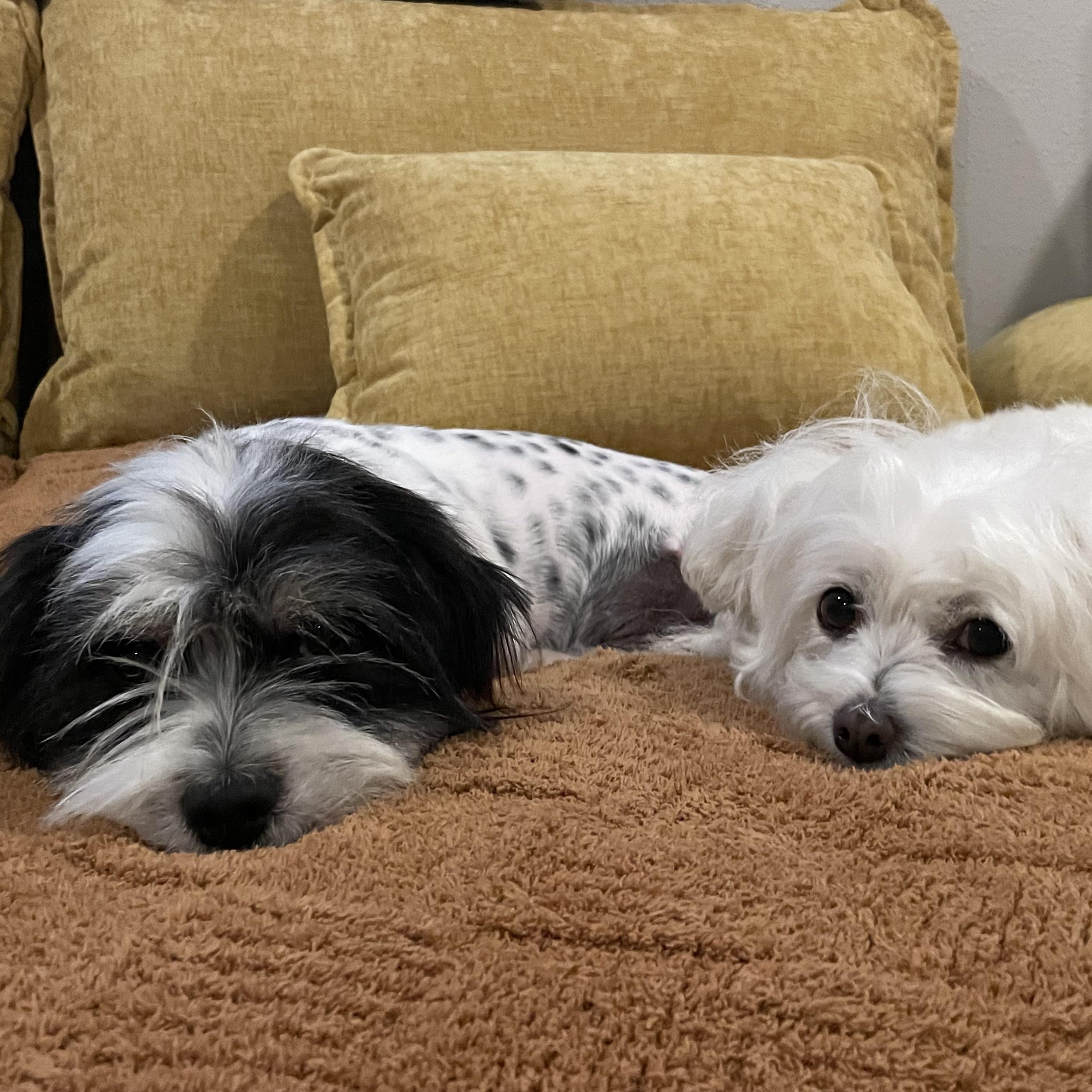 Enlarge Duncan, a Adoptable mixed breed in Poway, CA image 2/6