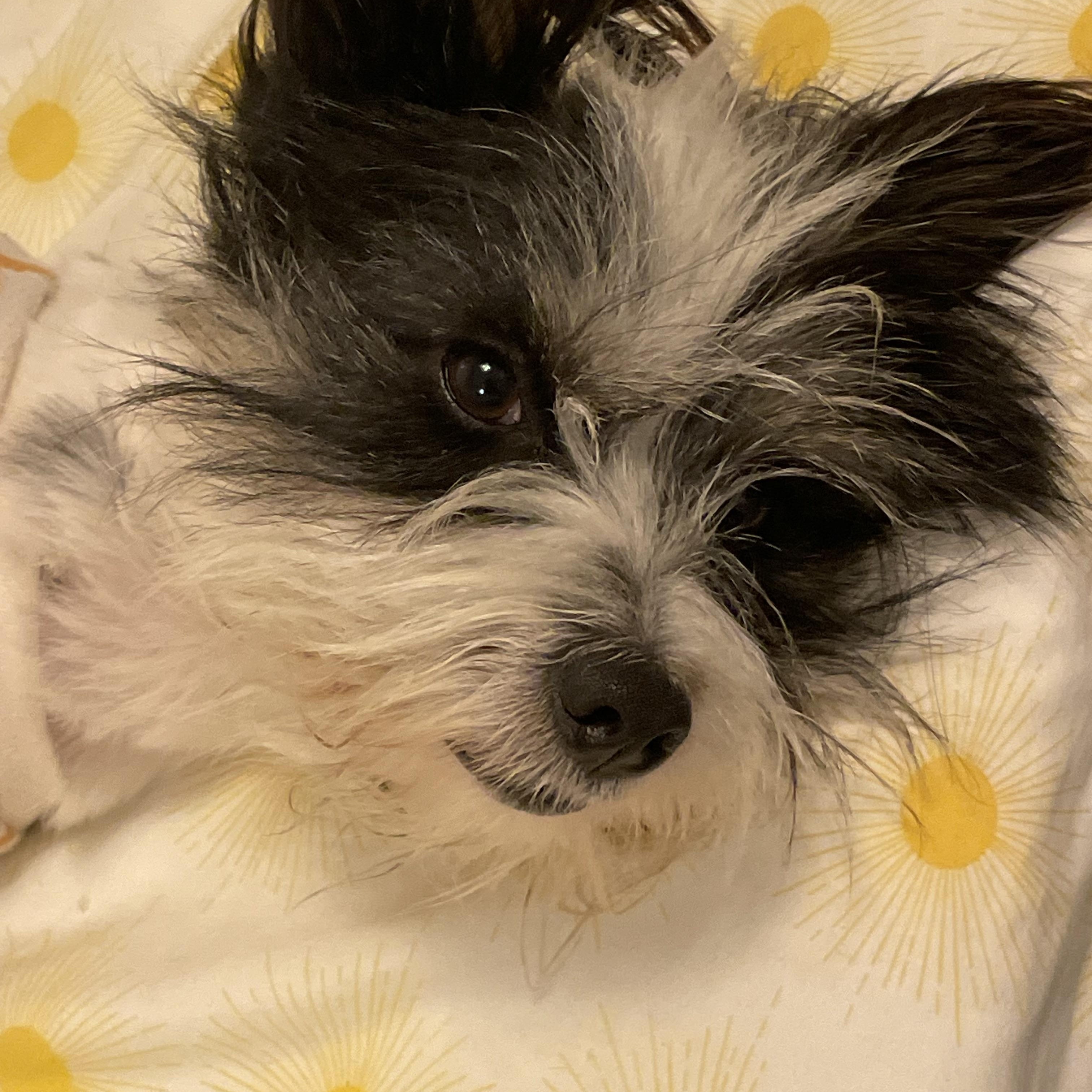 Enlarge Duncan, a Adoptable mixed breed in Poway, CA image 3/6