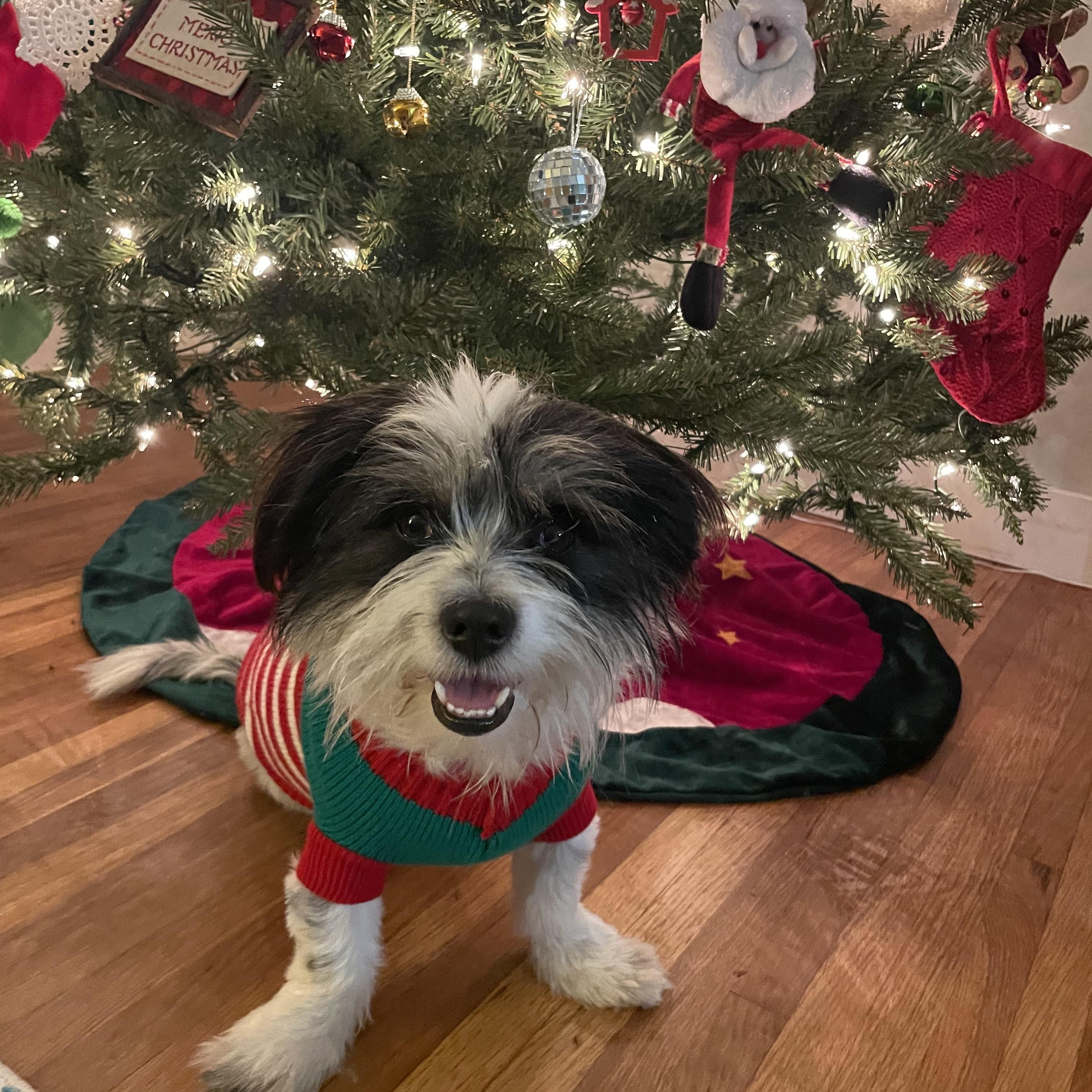 Duncan, Adoptable, Young Male Terrier.