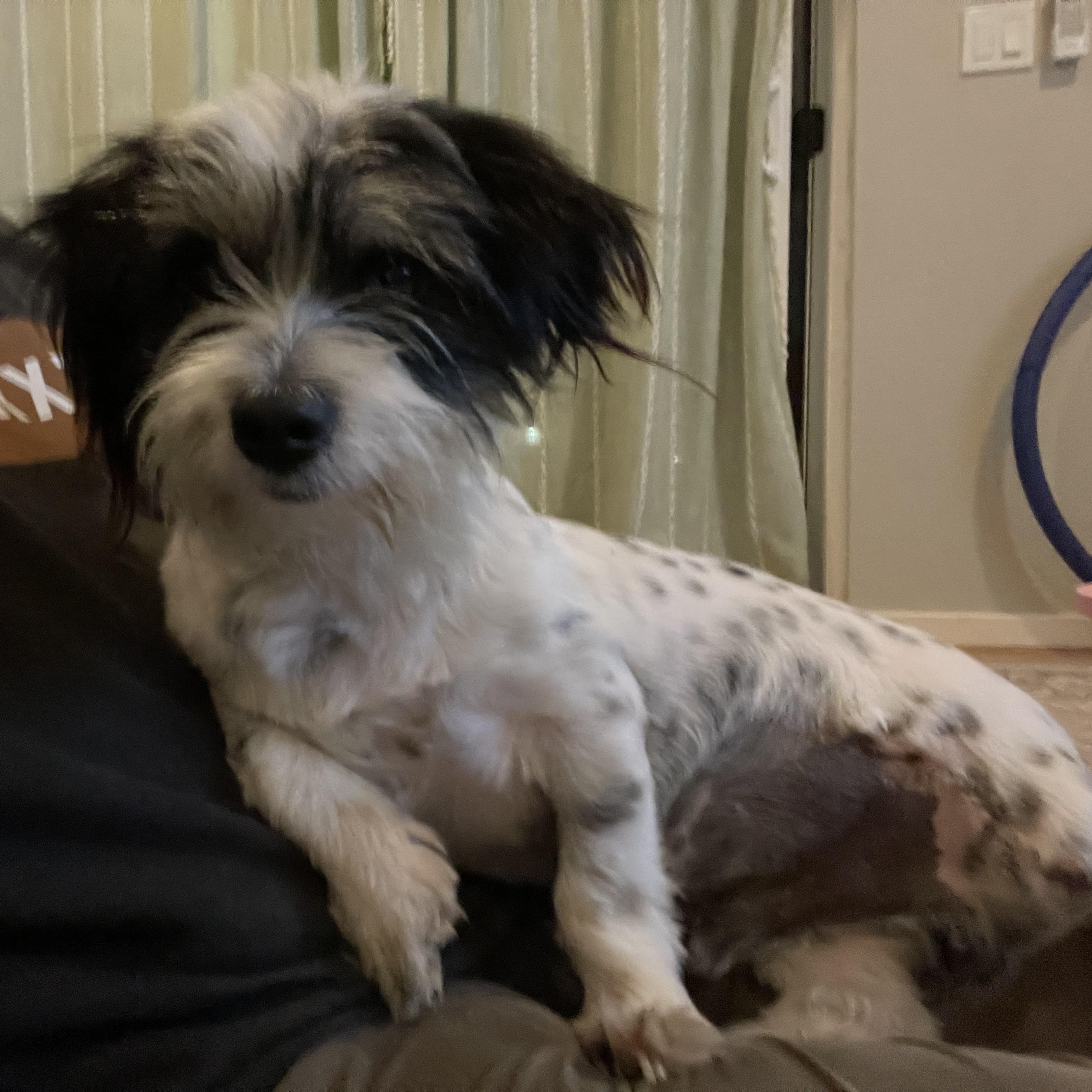 Enlarge Duncan, a Adoptable mixed breed in Poway, CA image 4/6