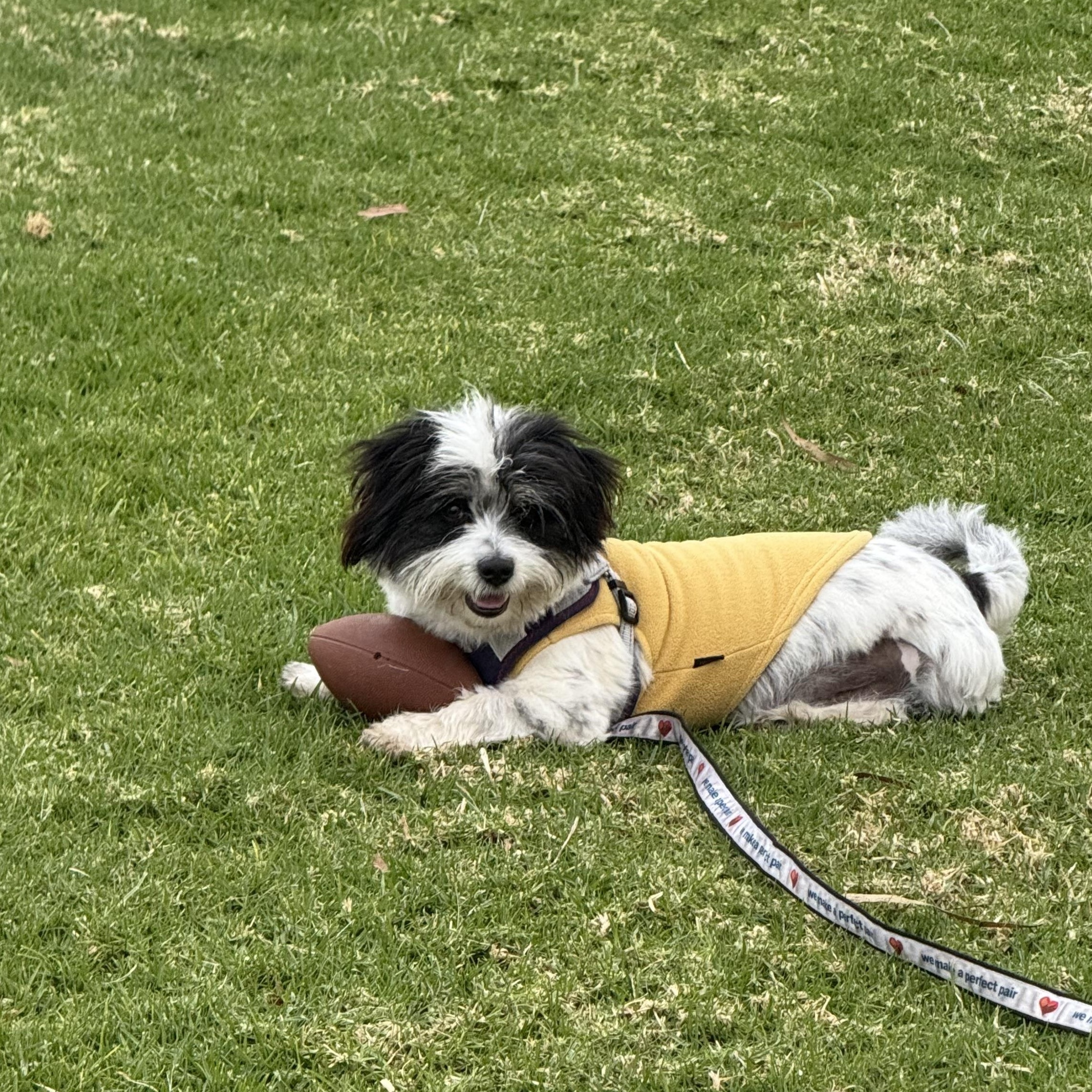 Enlarge Duncan, a Adoptable mixed breed in Poway, CA image 4/6