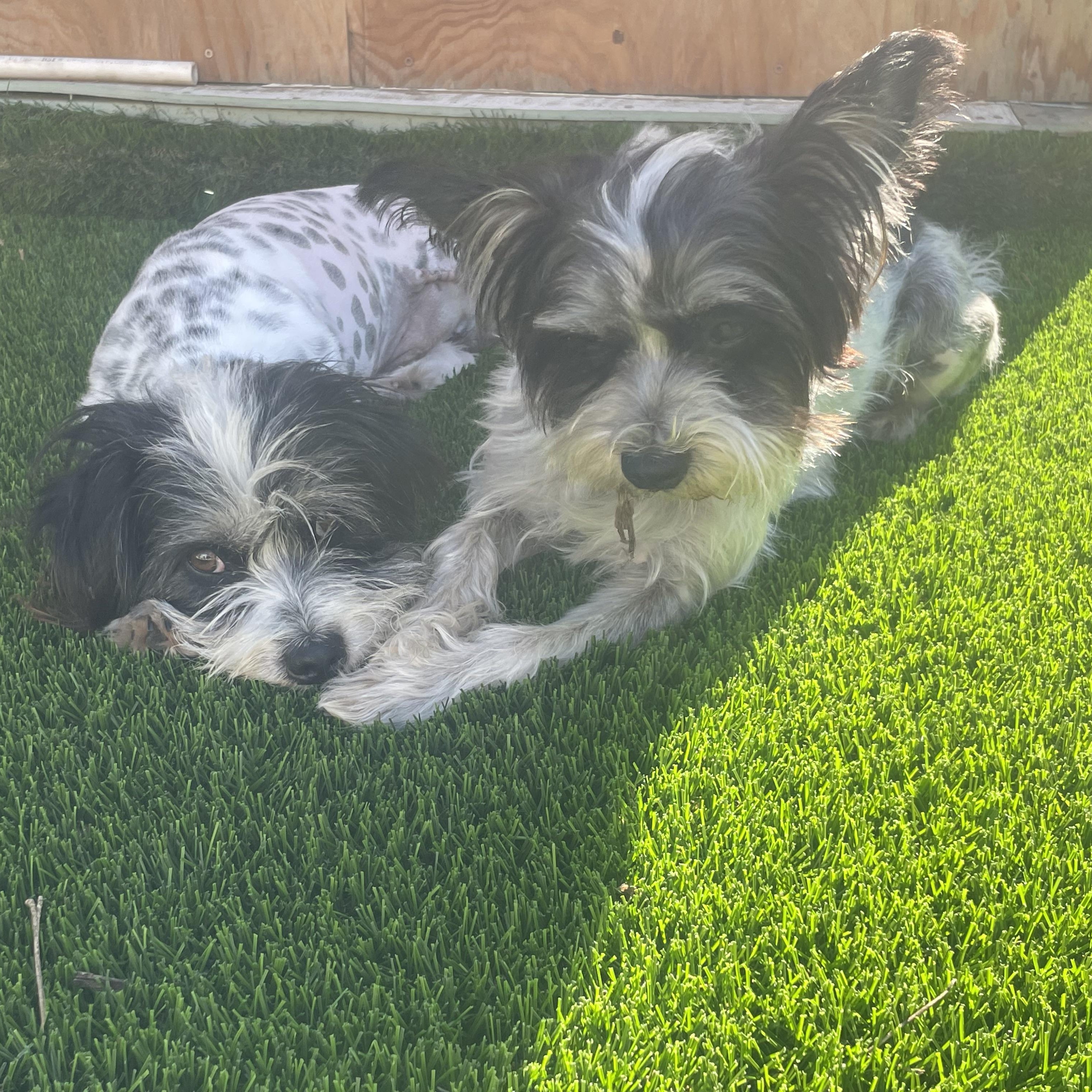 Enlarge Duncan, a Adoptable mixed breed in Poway, CA image 5/6