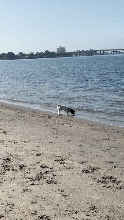 Enlarge Duncan, a Adoptable mixed breed in Poway, CA video 3/3