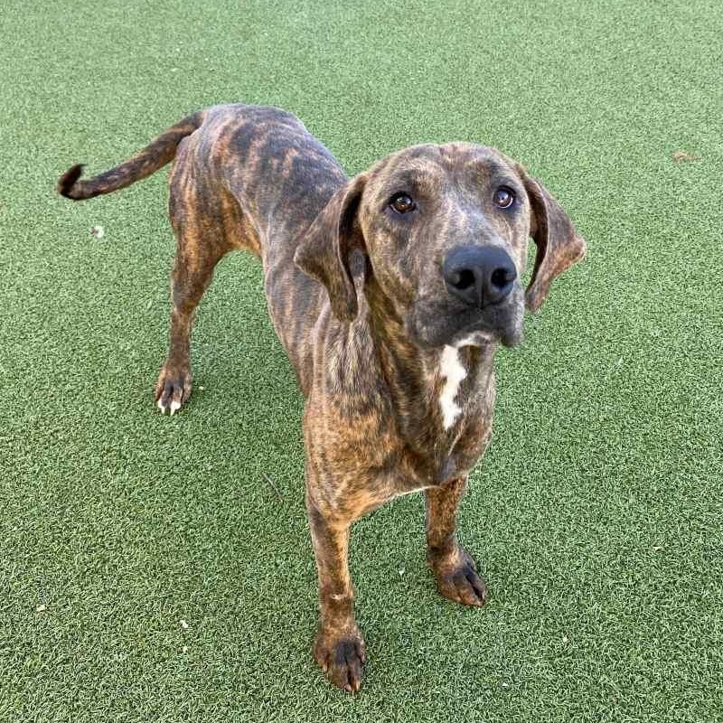 Paprika, ADOPTABLE, Young Female Plott Hound.