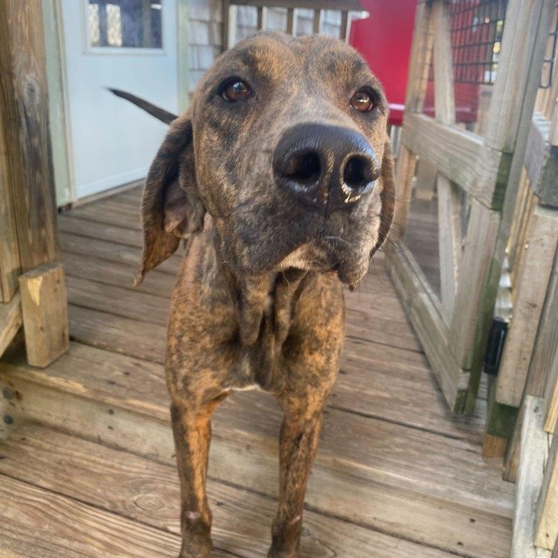 Paprika, a ADOPTABLE mixed breed in New Bedford, MA image 2/3