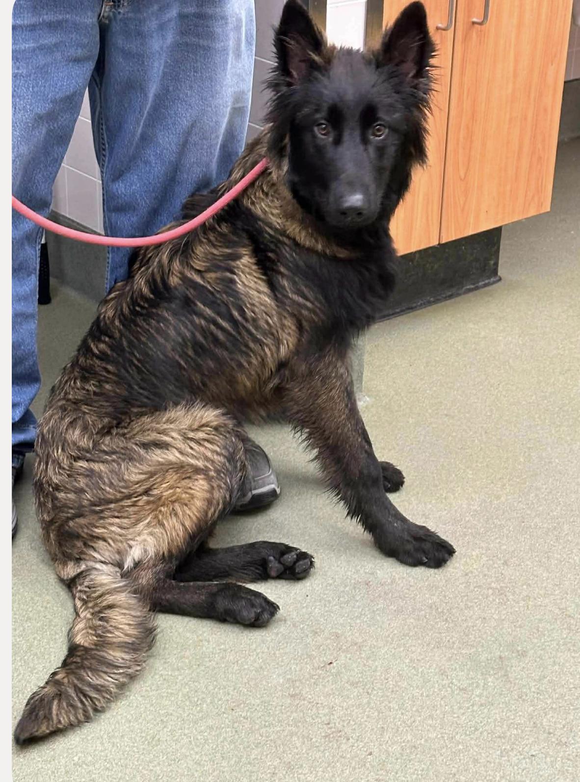 Enlarge Bellamy, a ADOPTABLE mixed breed in Kankakee, IL image 1/3