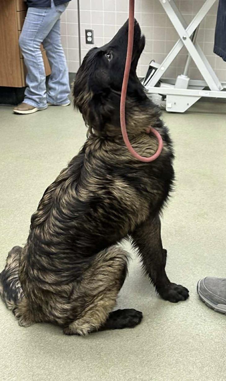 Enlarge Bellamy, a ADOPTABLE mixed breed in Kankakee, IL image 2/3