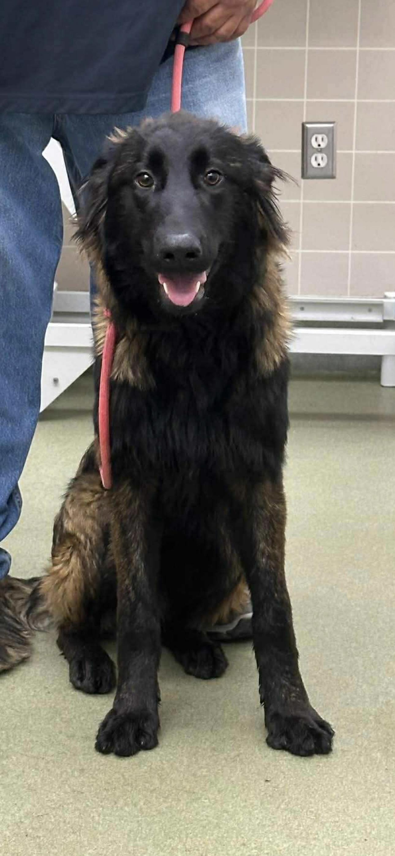 Enlarge Bellamy, a ADOPTABLE mixed breed in Kankakee, IL image 3/3