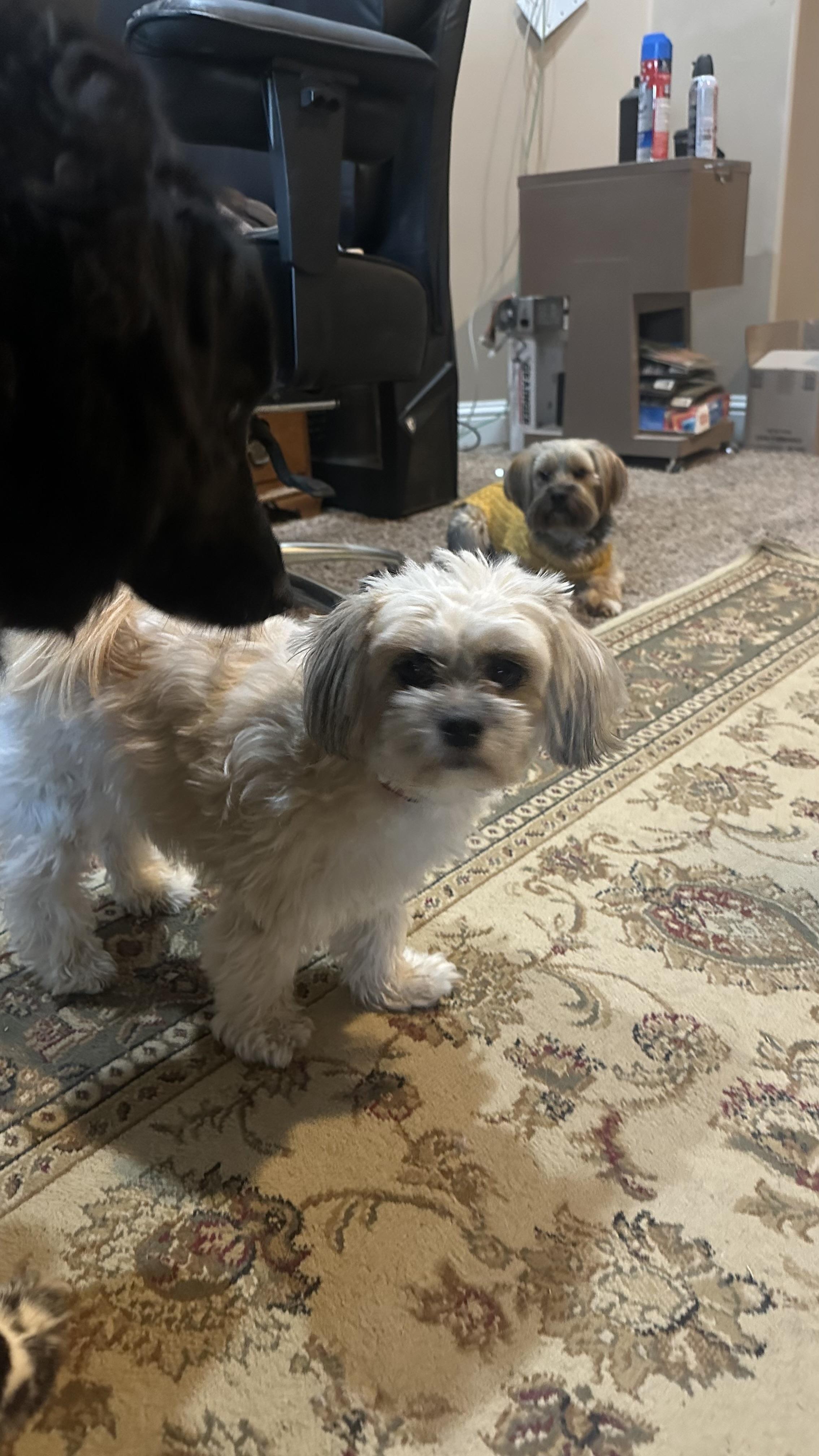 Enlarge Jasper, a ADOPTABLE mixed breed in Bakersfield, CA image 2/5