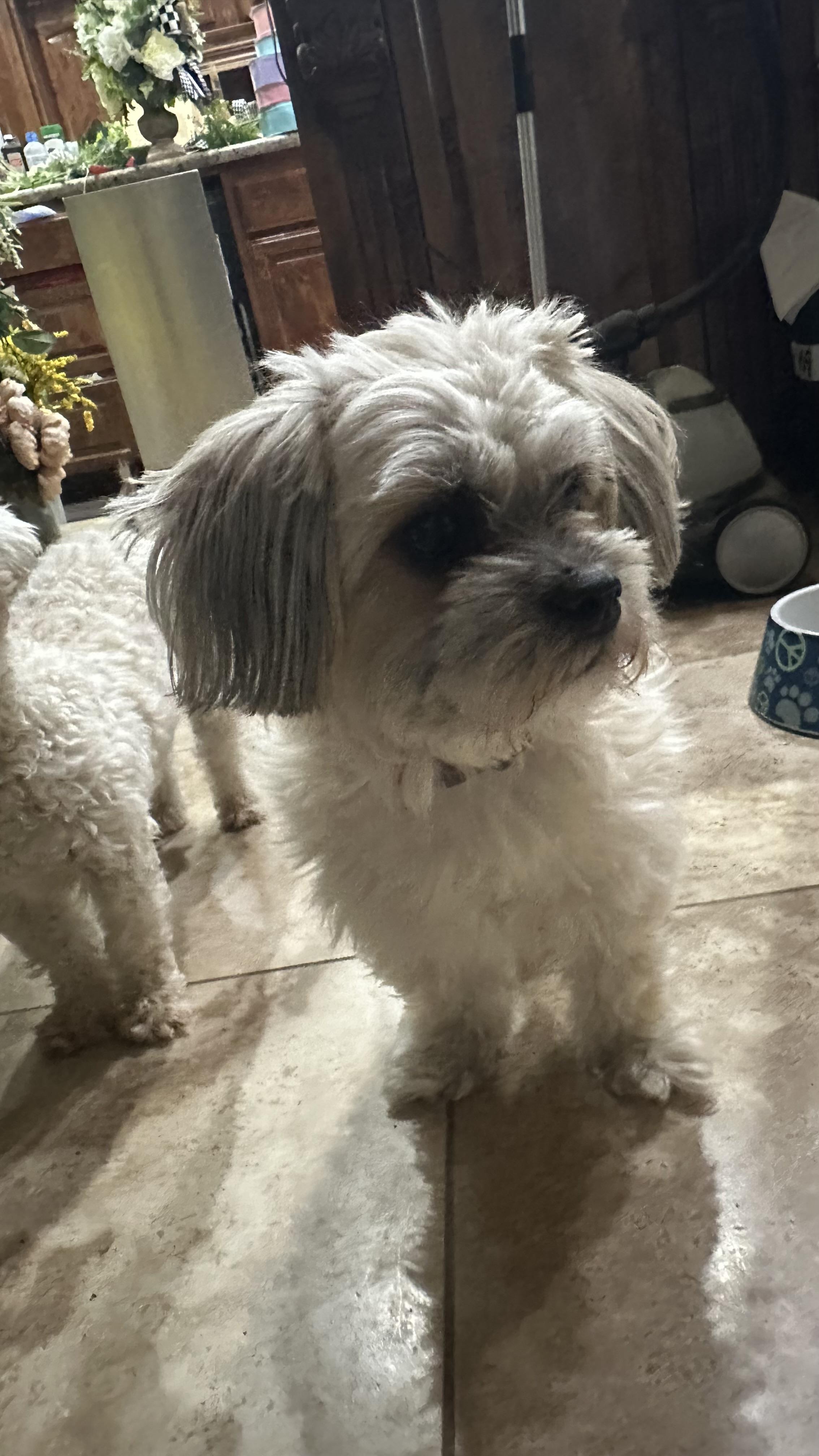 Enlarge Jasper, a ADOPTABLE mixed breed in Bakersfield, CA image 5/5