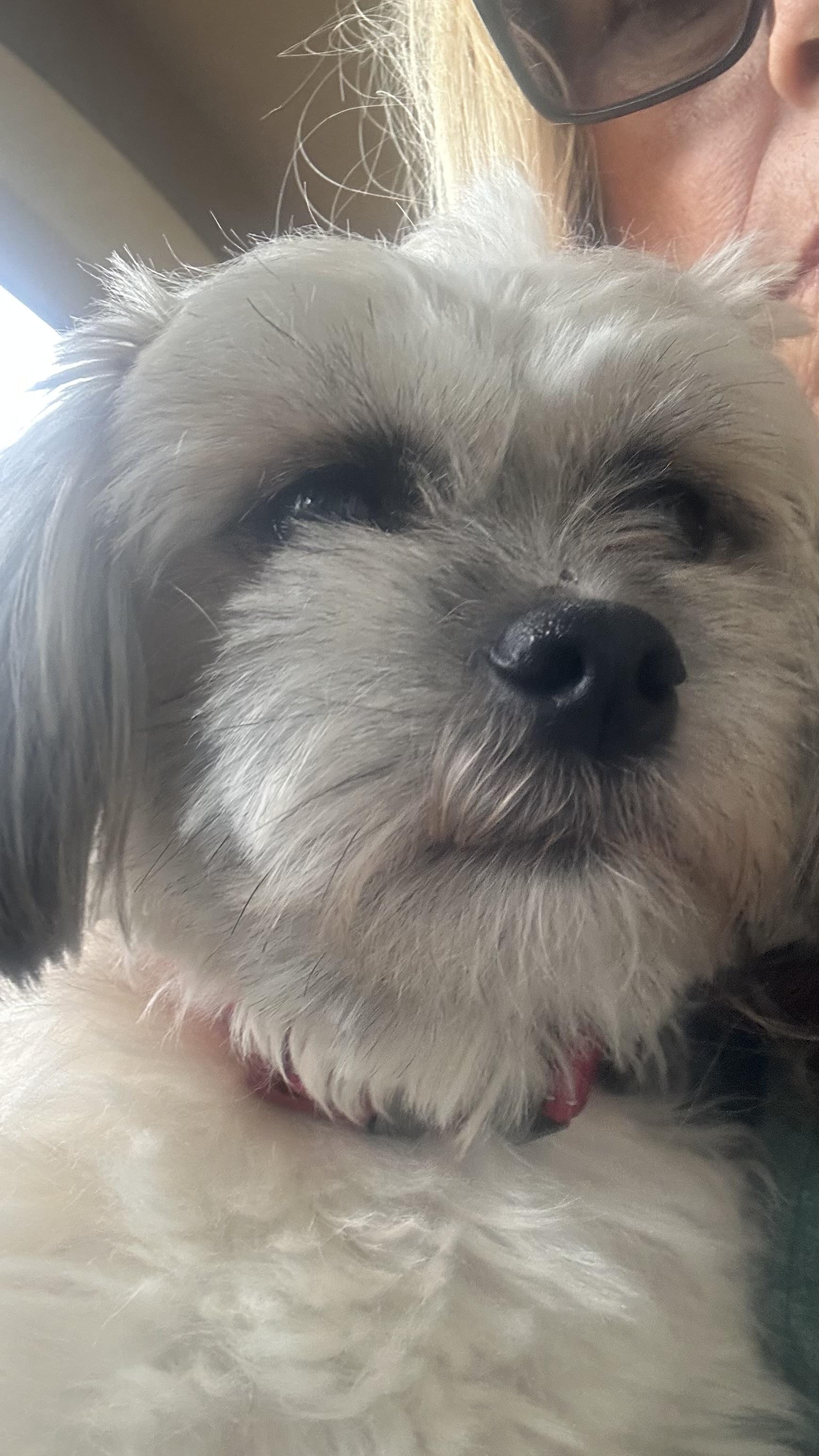 Enlarge Jasper, a ADOPTABLE mixed breed in Bakersfield, CA image 4/5