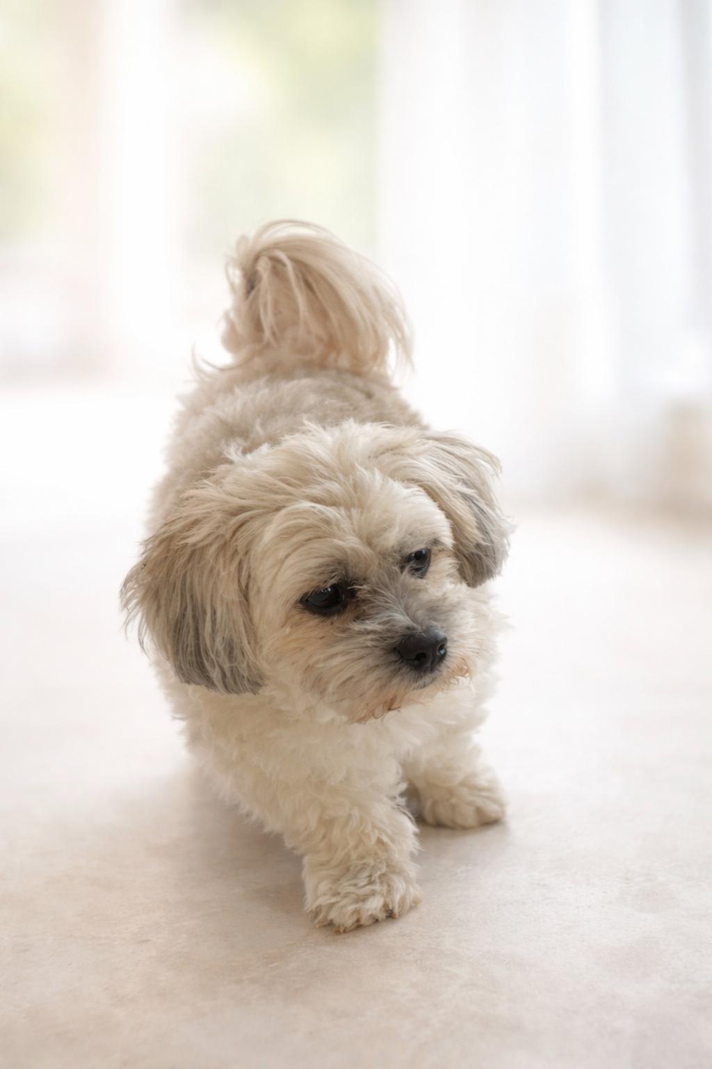 Enlarge Jasper, a ADOPTABLE mixed breed in Bakersfield, CA image 1/5