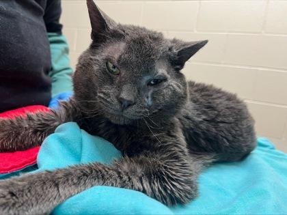 StinkaMan, Adoptable, Young Male Domestic Short Hair & Domestic Short Hair.