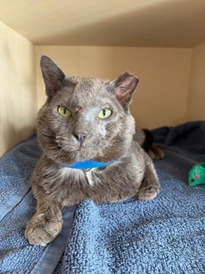 Enlarge StinkaMan, a Adoptable mixed breed in Westland, MI image 2/3