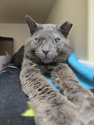 Enlarge StinkaMan, a Adoptable mixed breed in Westland, MI image 3/3