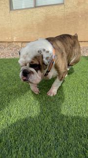 Wrigley, a Adoptable English Bulldog in Mesa, AZ image 1/6