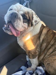 Wrigley, a Adoptable English Bulldog in Mesa, AZ image 2/6