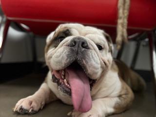 Wrigley, a Adoptable English Bulldog in Mesa, AZ image 3/6