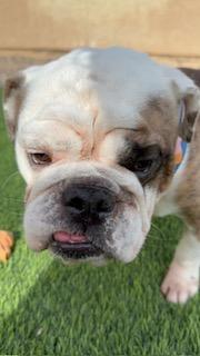 Enlarge Wrigley, a Adoptable English Bulldog in Mesa, AZ image 4/6
