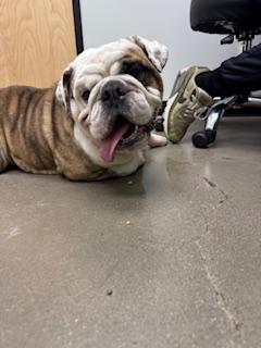 Wrigley, a Adoptable English Bulldog in Mesa, AZ image 5/6