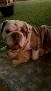 Wrigley, a Adoptable English Bulldog in Mesa, AZ image 6/6