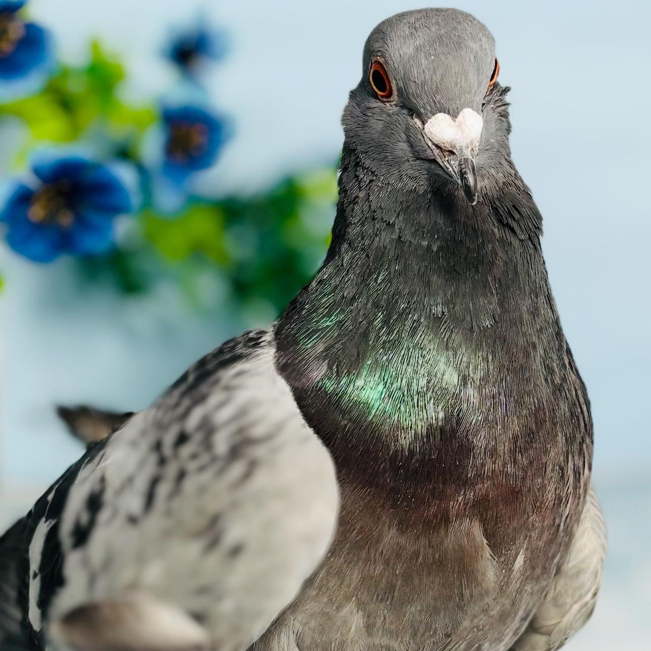 Enlarge Igloo, a Adoptable Pigeon in Chicago, IL image 1/4